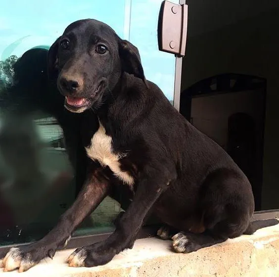 Cachorro ra a SRD idade 2 a 6 meses nome Dara