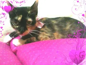 Gato raça SRD idade 1 ano nome PRINCESA
