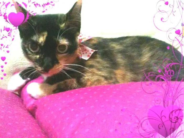 Gato ra a SRD idade 1 ano nome PRINCESA