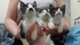Gatinhos