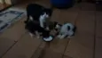 Gatinhos
