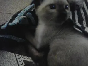 Gato raça SRD idade 2 a 6 meses nome Piticos