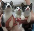 Gatinhos