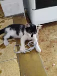 Bibi