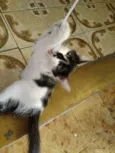 Bibi