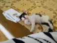 Bibi