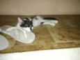 Bibi