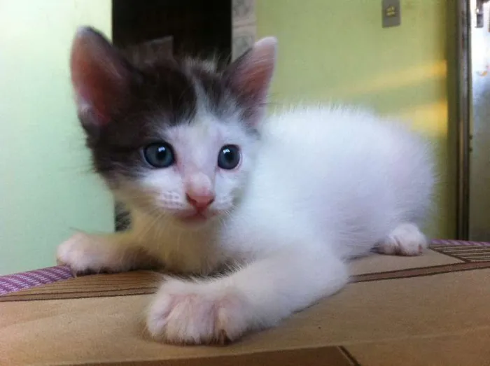 Gato ra a Vira-lata idade Abaixo de 2 meses nome Leitinho