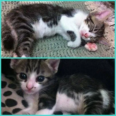 Gato ra a Vira-lata idade Abaixo de 2 meses nome Misto