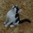 Bibi