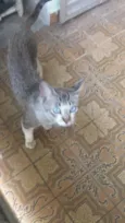 Gato raça Srd idade 7 a 11 meses nome sem nome
