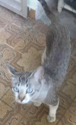 Gato raça Srd idade 7 a 11 meses nome sem nome