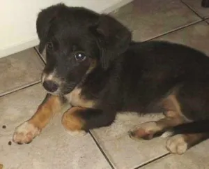 Cachorro raça Dv idade  nome Lindos filhotes e a