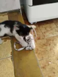 Bibi