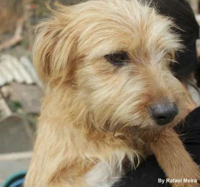 Cachorro ra a Dv idade  nome Lindos filhotes e a