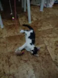 Bibi