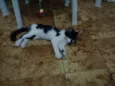 Bibi