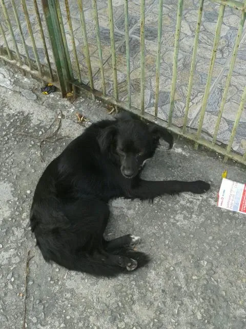 Cachorro ra a  idade 1 ano nome luna