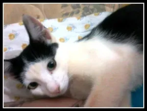 Gato raça Raça indefinida idade 2 a 6 meses nome Sem nome