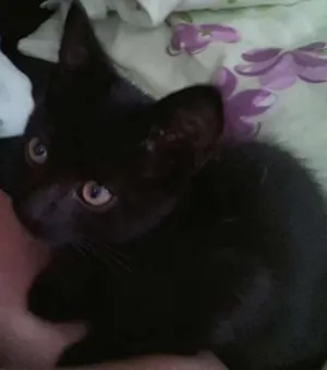 Gato raça SRD idade 2 a 6 meses nome Batman