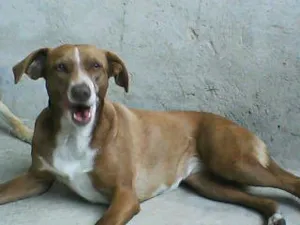Cachorro raça sem raça idade 6 ou mais anos nome Nina