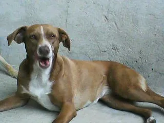Cachorro ra a sem raça idade 6 ou mais anos nome Nina