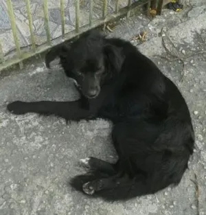 Cachorro raça  idade 1 ano nome luna