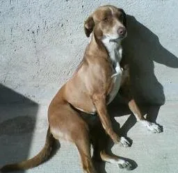 Cachorro ra a sem raça idade 6 ou mais anos nome Nina