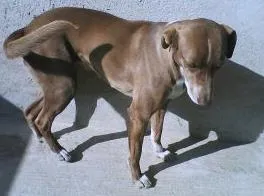 Cachorro ra a sem raça idade 6 ou mais anos nome Nina