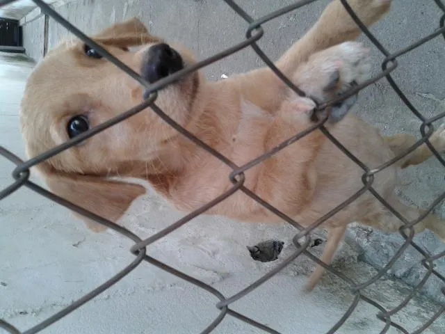 Cachorro ra a vira lata idade 2 a 6 meses nome Pig