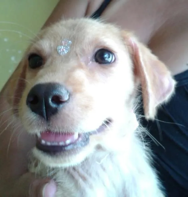 Cachorro ra a vira lata idade 2 a 6 meses nome Pig