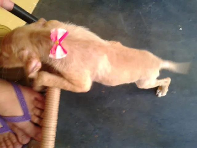 Cachorro ra a vira lata idade 2 a 6 meses nome Pig