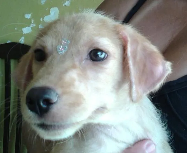 Cachorro ra a vira lata idade 2 a 6 meses nome Pig