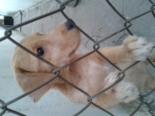 Cachorro ra a vira lata idade 2 a 6 meses nome Pig