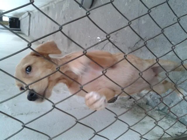 Cachorro ra a vira lata idade 2 a 6 meses nome Pig