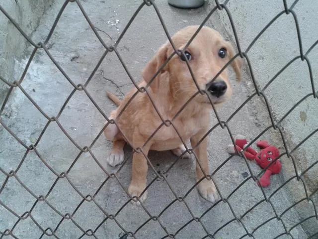 Cachorro ra a vira lata idade 2 a 6 meses nome Pig