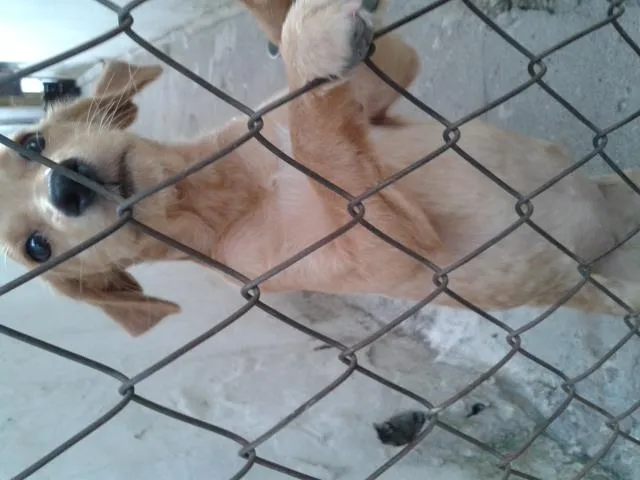 Cachorro ra a vira lata idade 2 a 6 meses nome Pig