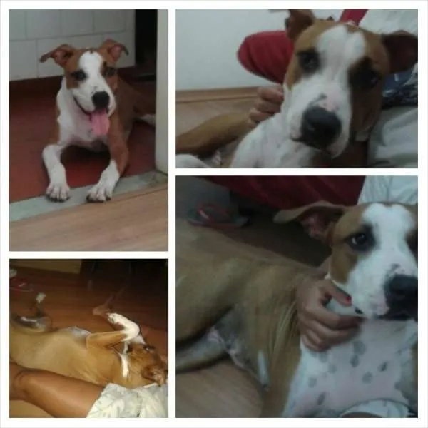 Cachorro ra a Staffordshire Terrier American idade 1 ano nome VIDA