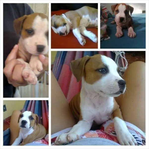 Cachorro ra a Staffordshire Terrier American idade 1 ano nome VIDA