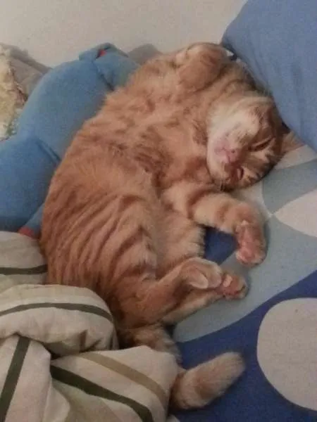 Gato ra a SRD idade 1 ano nome Ramsés