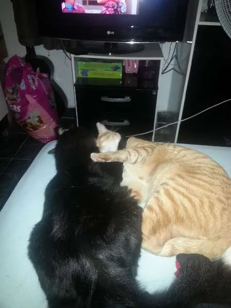 Gato ra a SRD idade 1 ano nome Ramsés