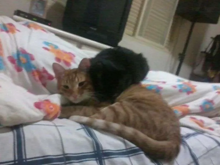 Gato ra a SRD idade 1 ano nome Ramsés