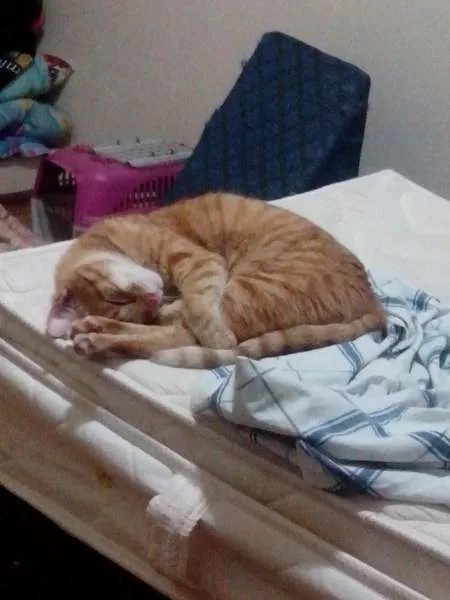 Gato ra a SRD idade 1 ano nome Ramsés