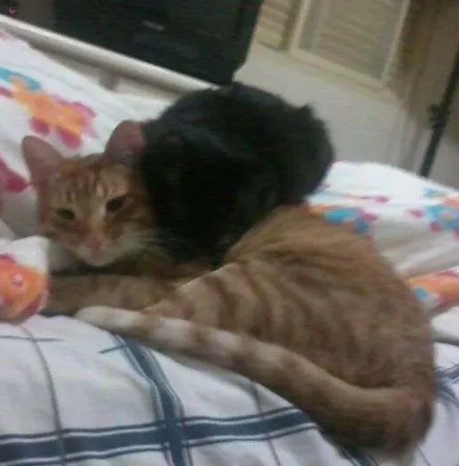 Gato ra a SRD idade 1 ano nome Ramsés