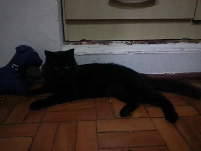Gato ra a SRD idade 1 ano nome Maât