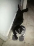 Maât