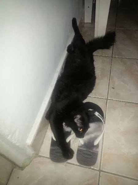 Gato ra a SRD idade 1 ano nome Maât