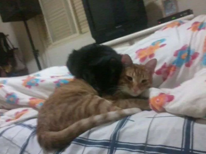 Gato ra a SRD idade 1 ano nome Maât