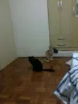 Maât