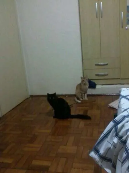 Gato ra a SRD idade 1 ano nome Maât